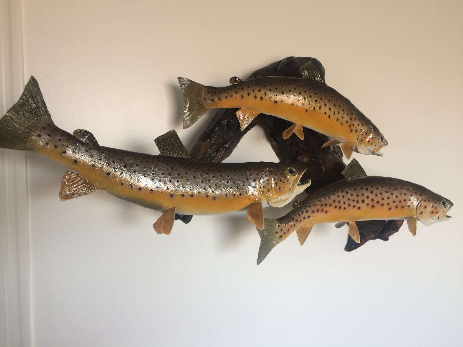 Fish Taxidermy